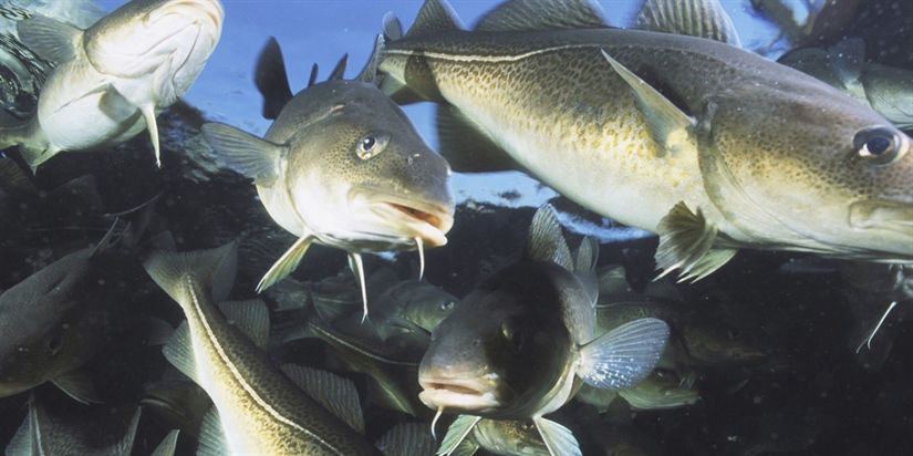 Overfiske av torsk påvirker biodiversitet